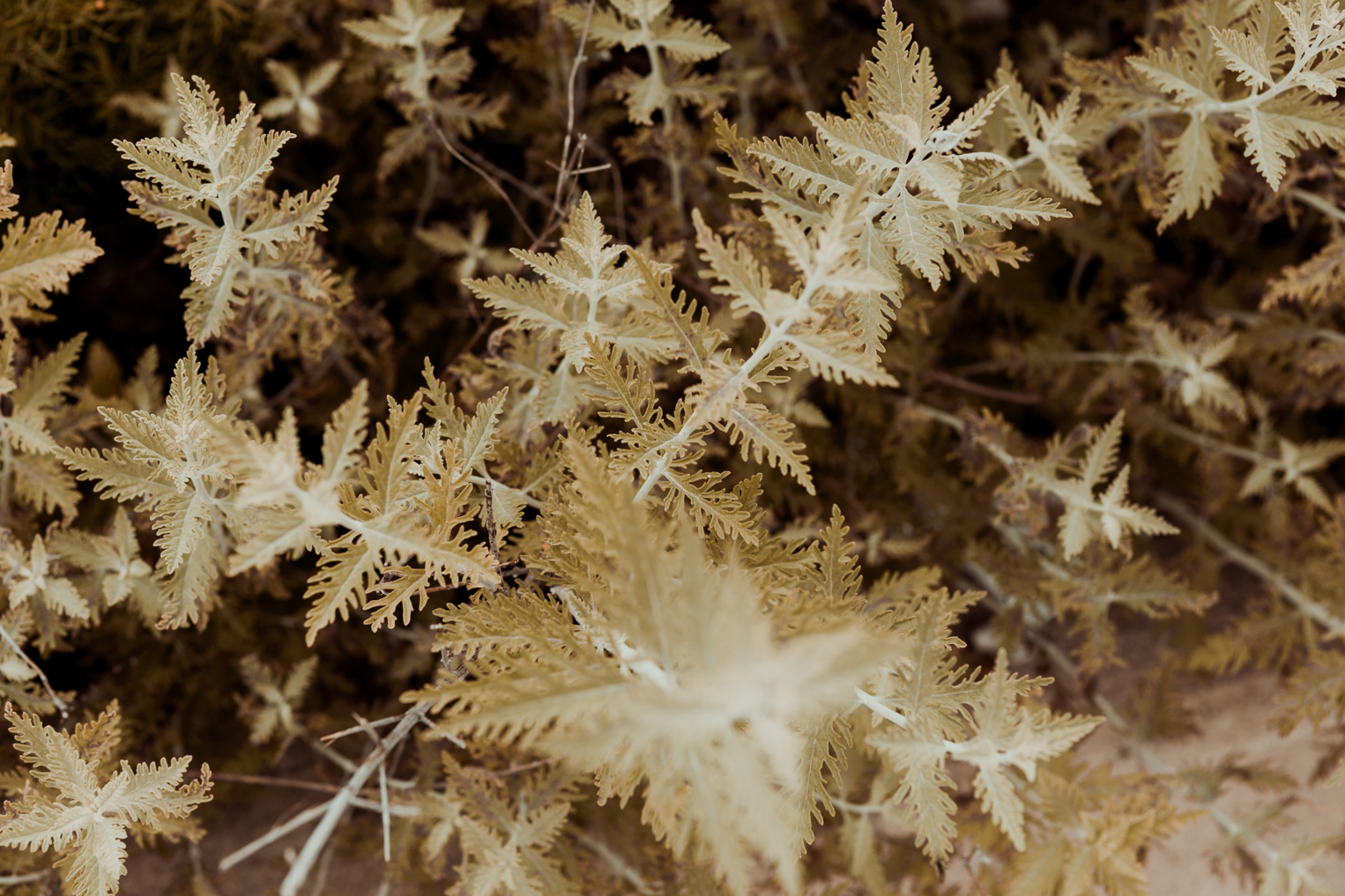 Brosh Chapel Wedding