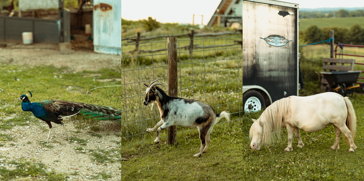 Koru Berry Farm, Homestead, Iowa